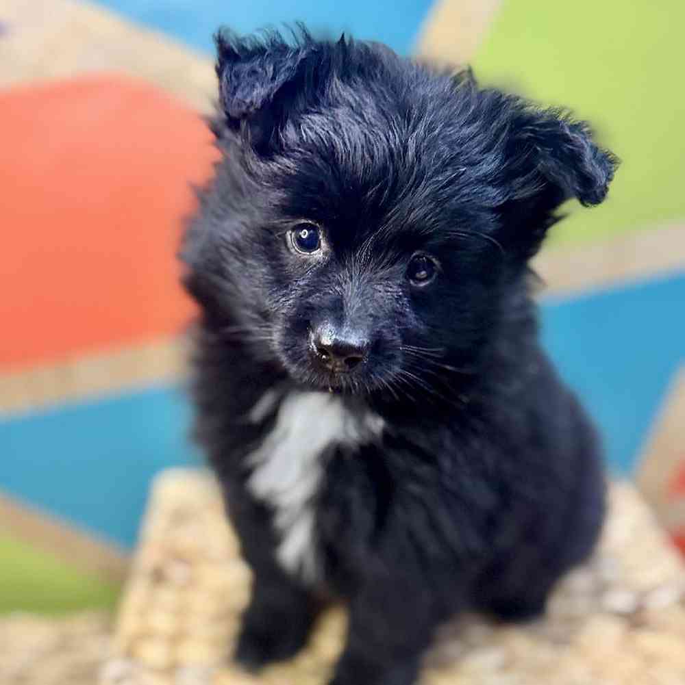 carousel pet images