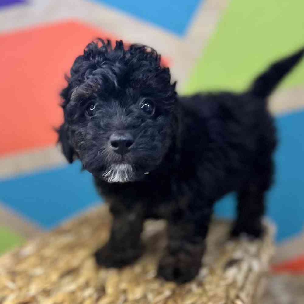carousel pet images