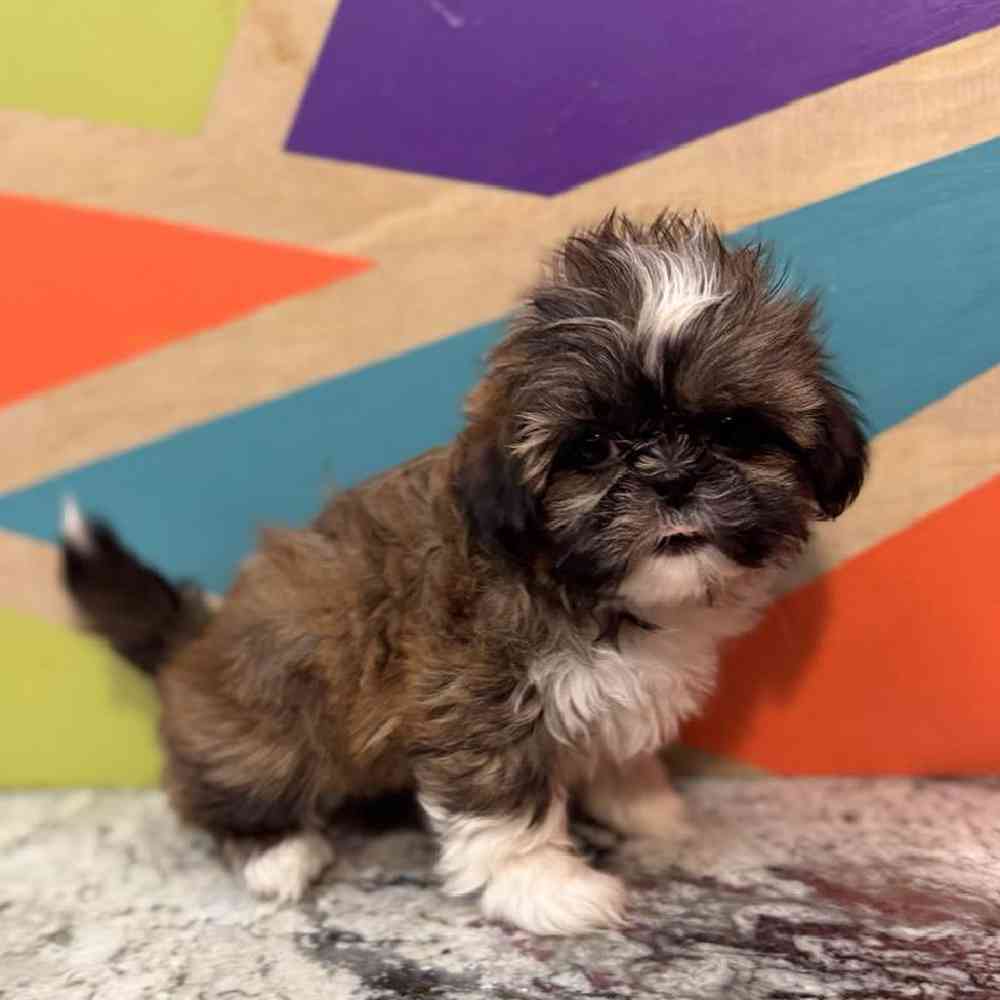 Image of a pet breed in the gallery