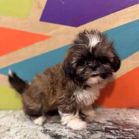 Shih Tzu