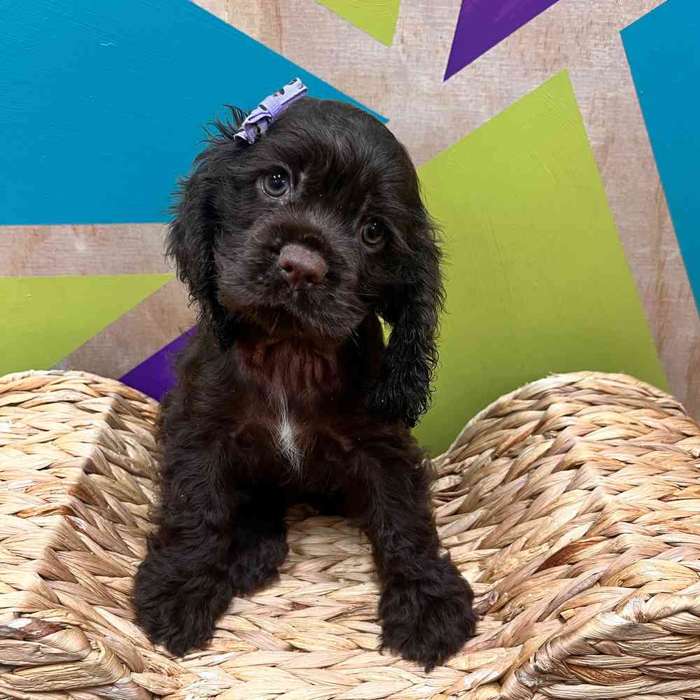 carousel pet images