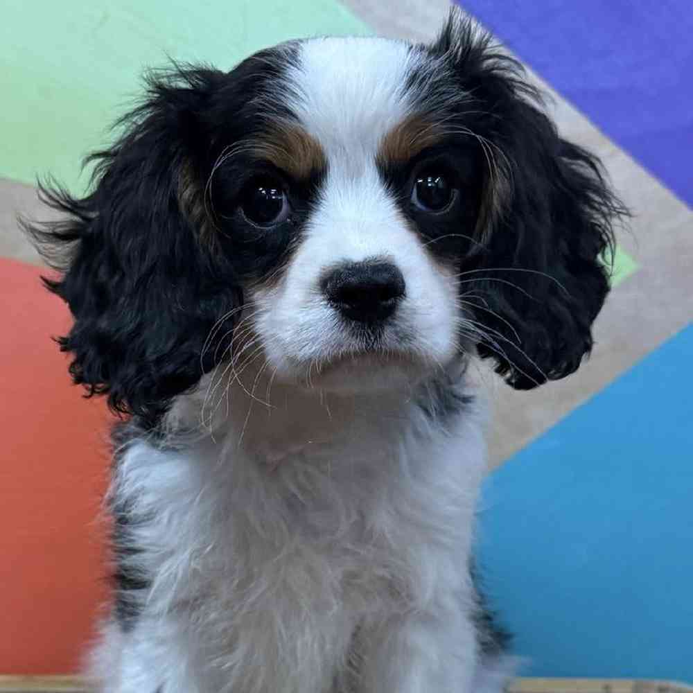carousel pet images