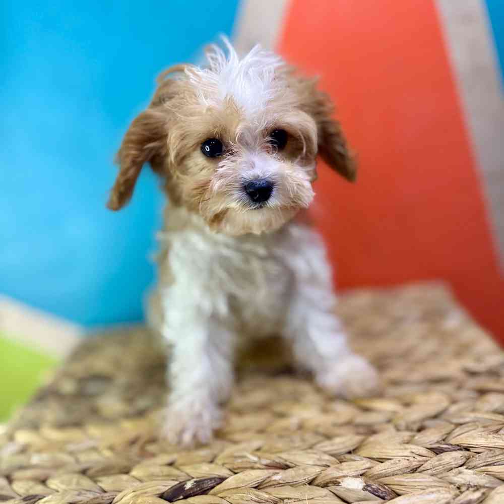 carousel pet images