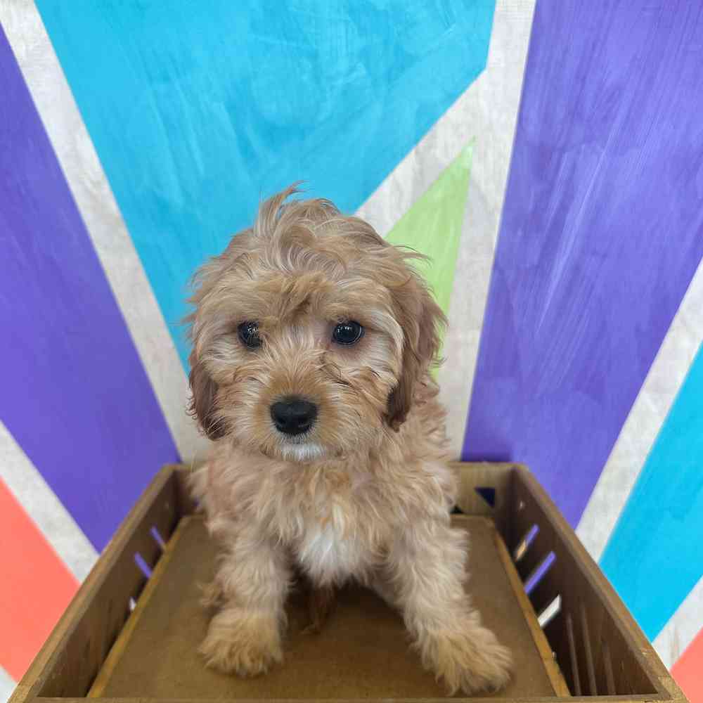 carousel pet images