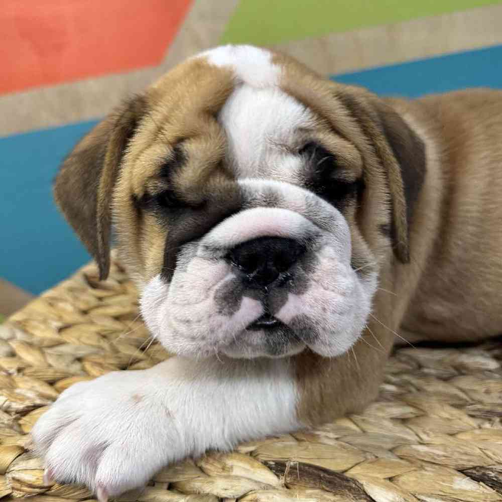 pet breed image