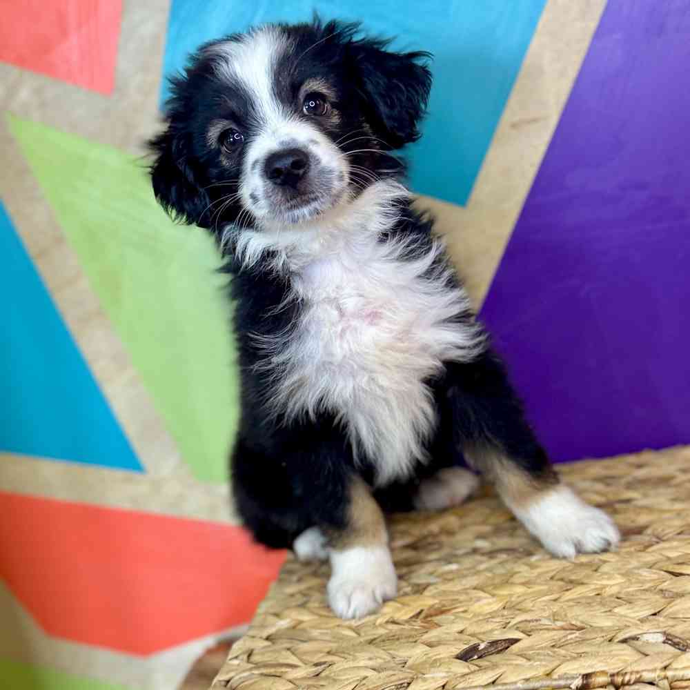 carousel pet images