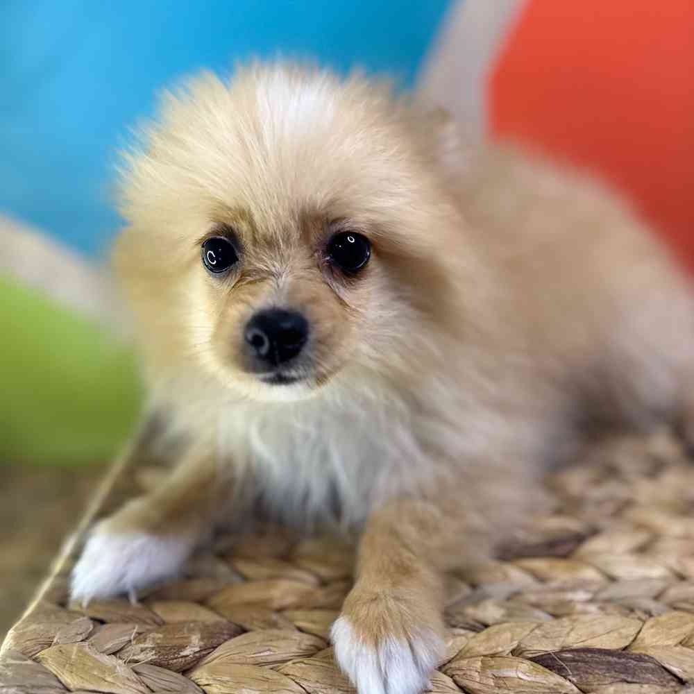 carousel pet images