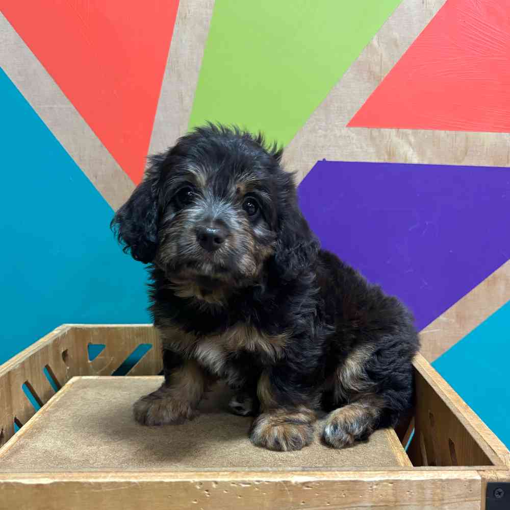 carousel pet images