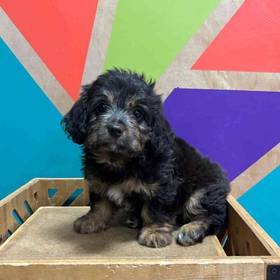 Mini Bernedoodle