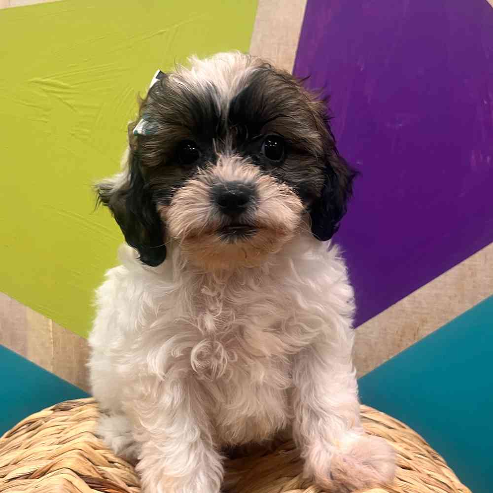 carousel pet images