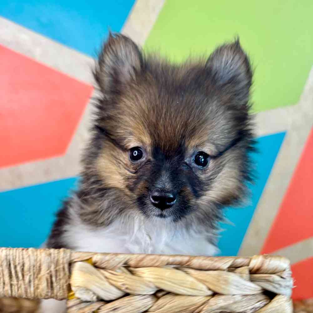 carousel pet images