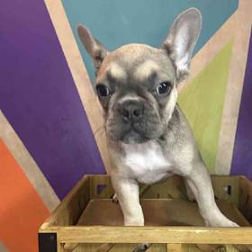 French Bulldog