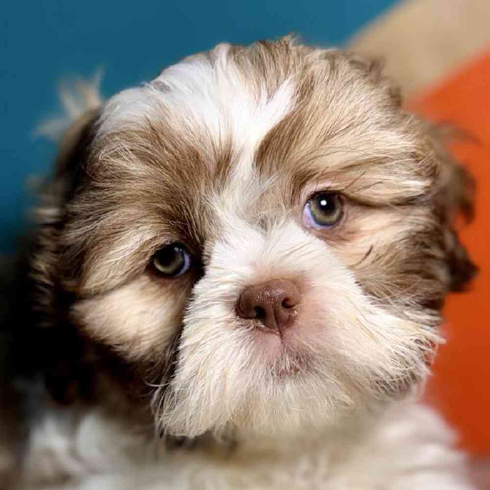 carousel pet images