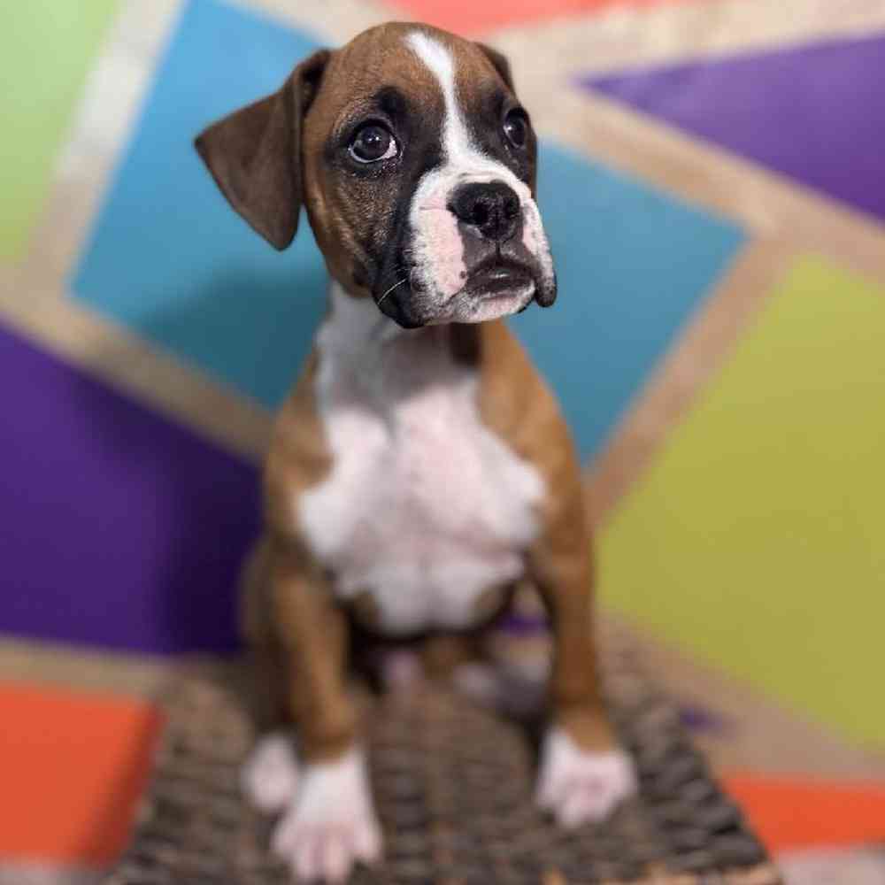carousel pet images