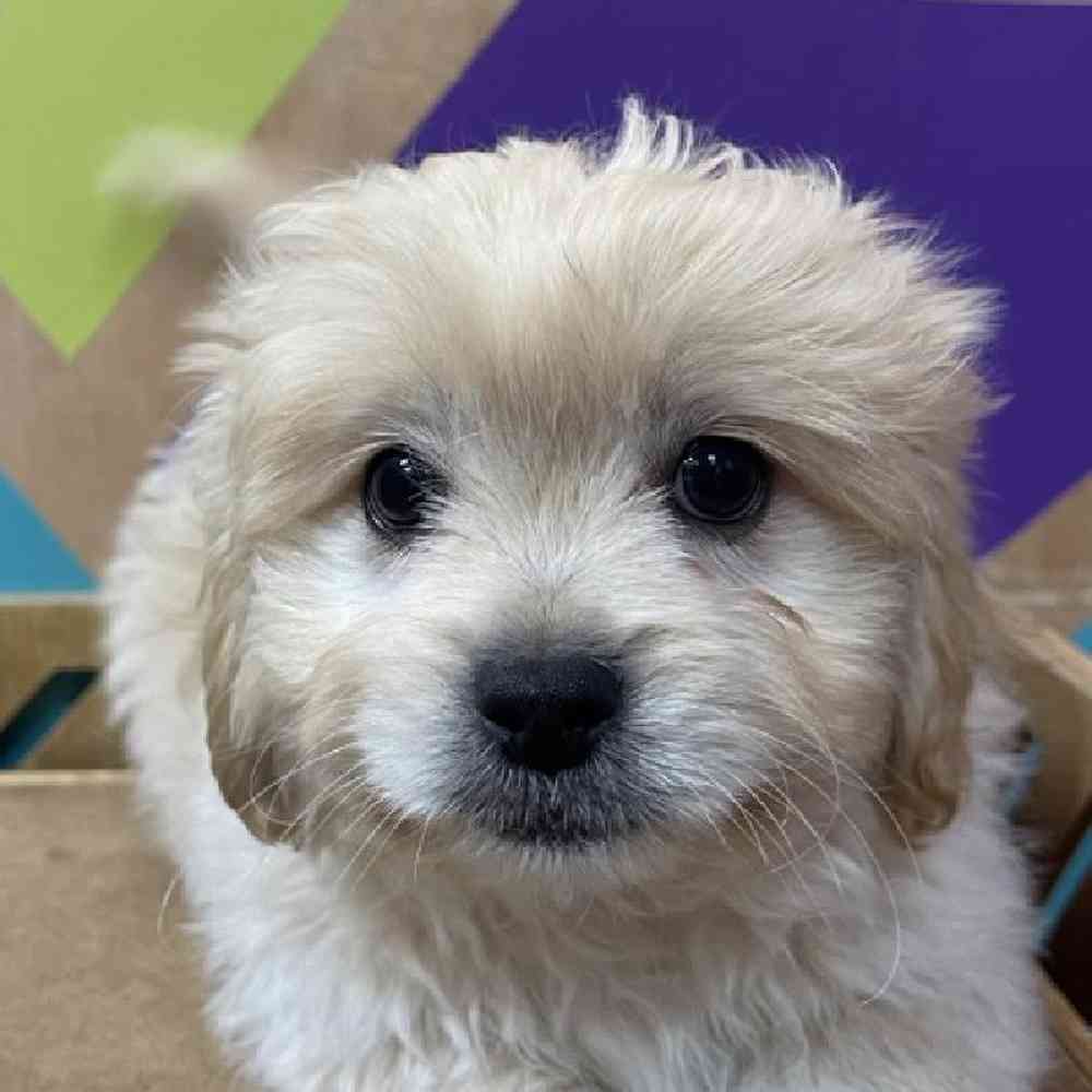 pet breed image