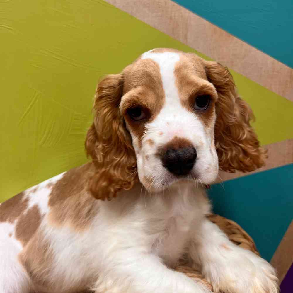 carousel pet images