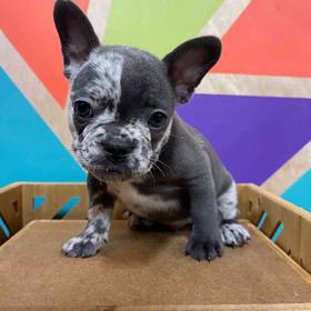 French Bulldog