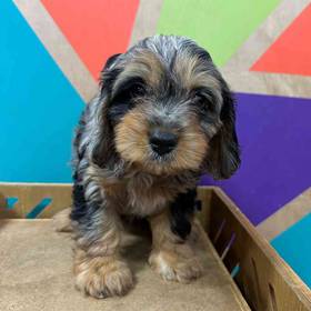 Cavapoo