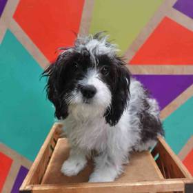 Cavapoo