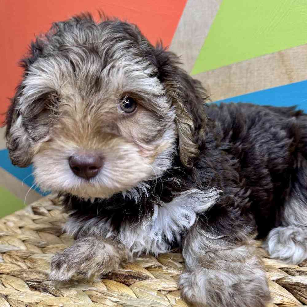 carousel pet images