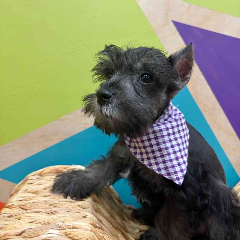carousel pet images