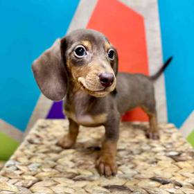 Mini Dachshund