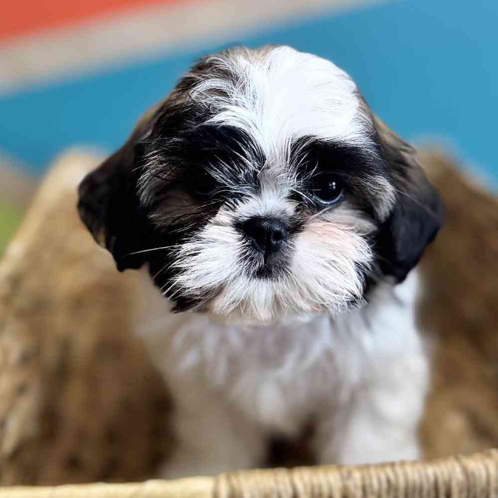 carousel pet images