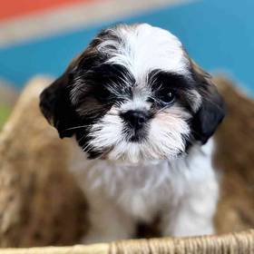Shih Tzu