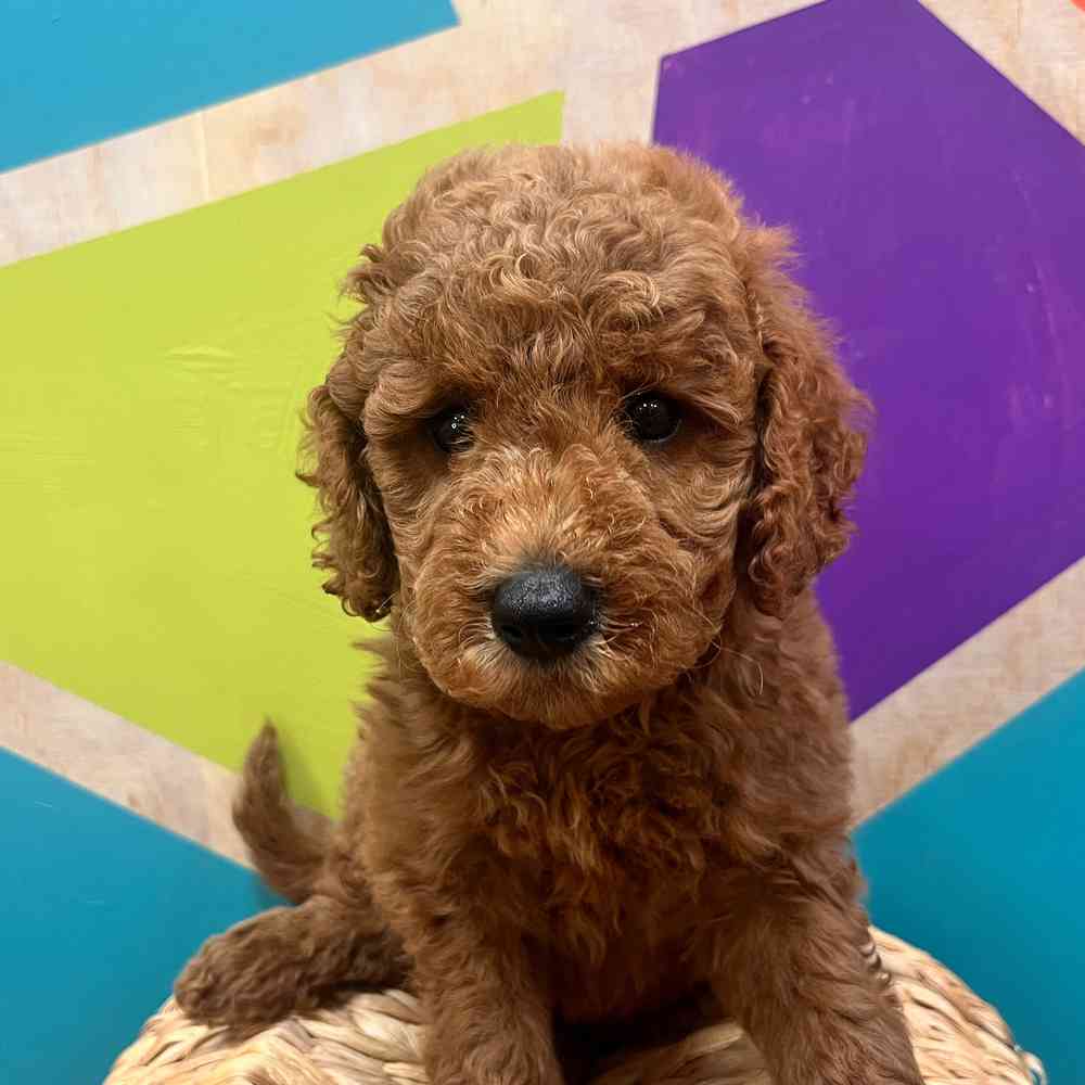 carousel pet images
