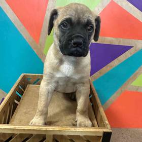 Bullmastiff