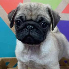 Pug