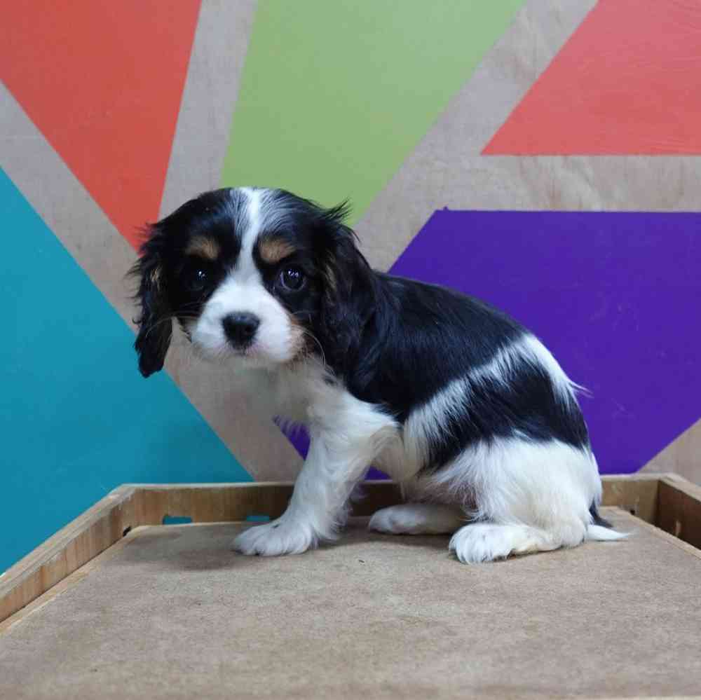carousel pet images