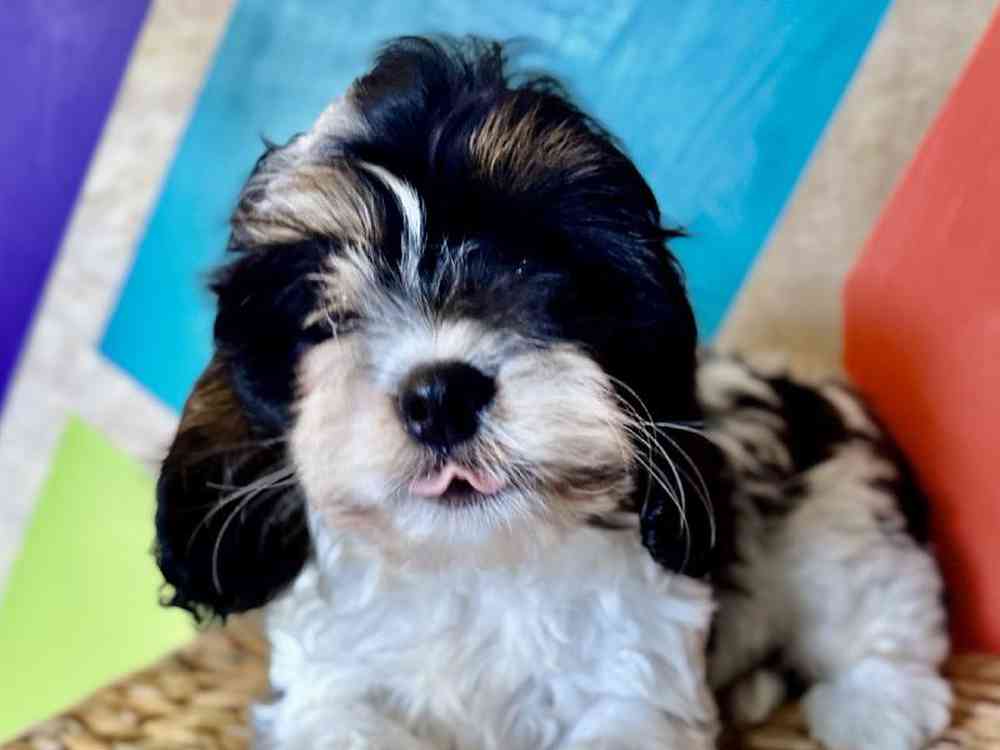 carousel pet images