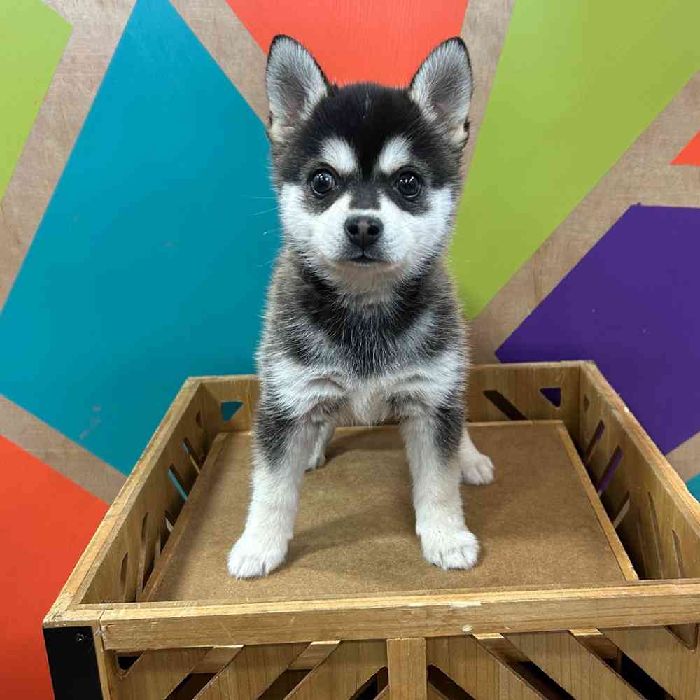 pet breed image