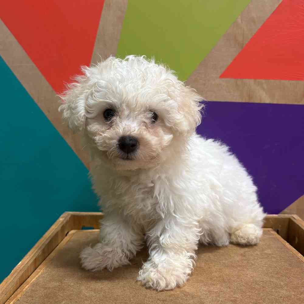carousel pet images