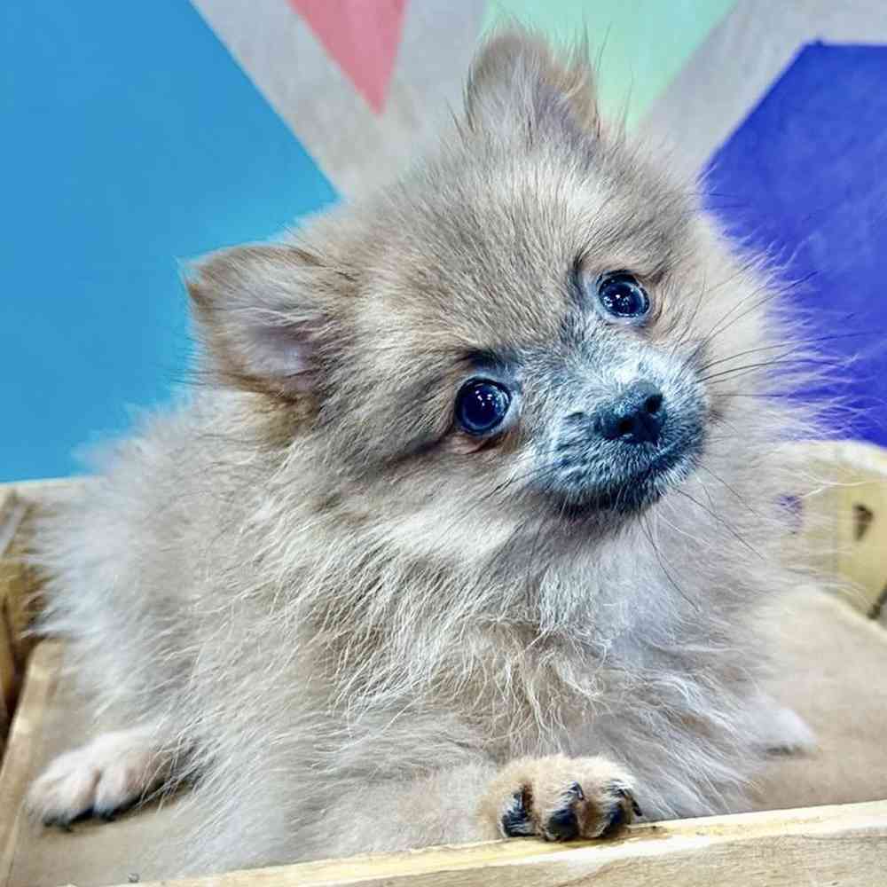 carousel pet images