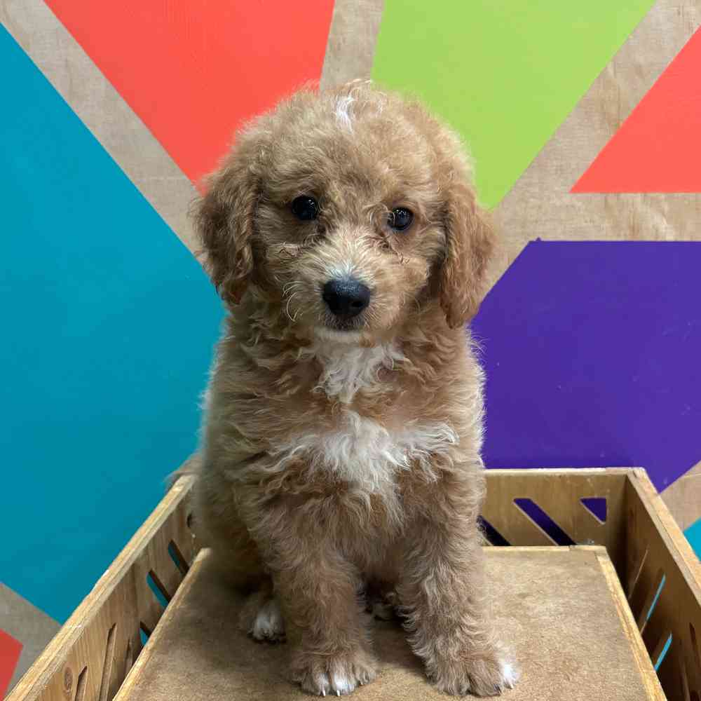carousel pet images