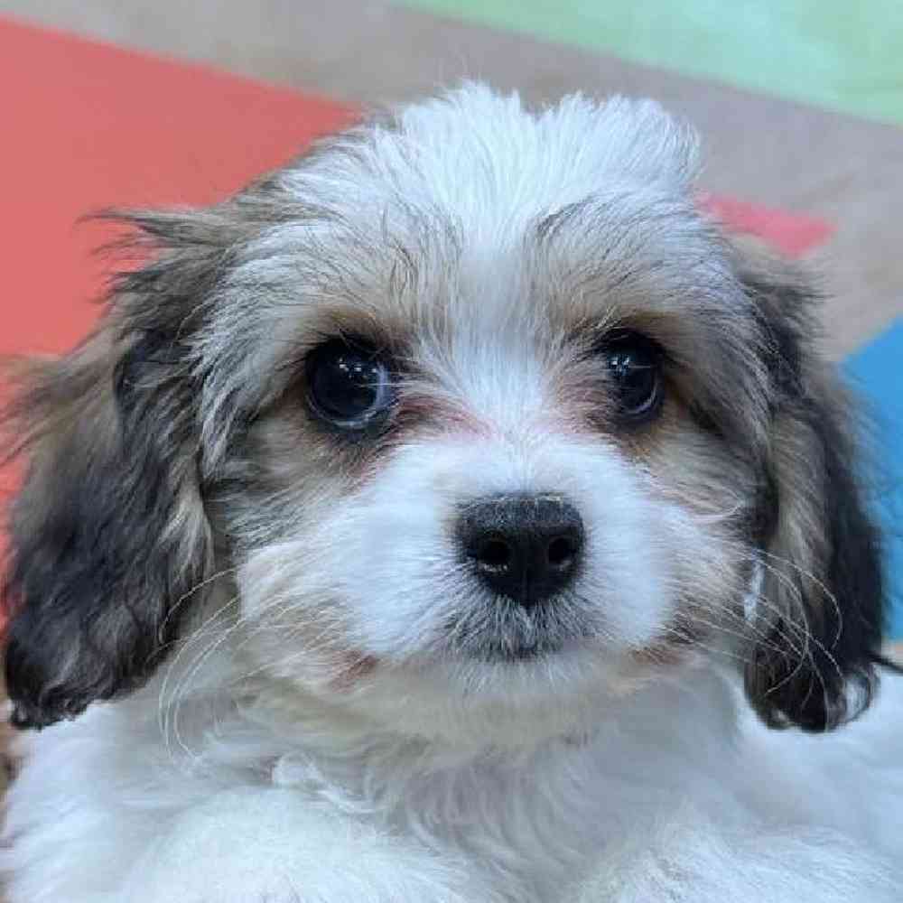 Image of a pet breed in the gallery