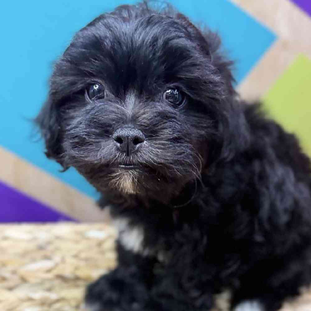 pet breed image