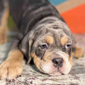 Mini Bulldog