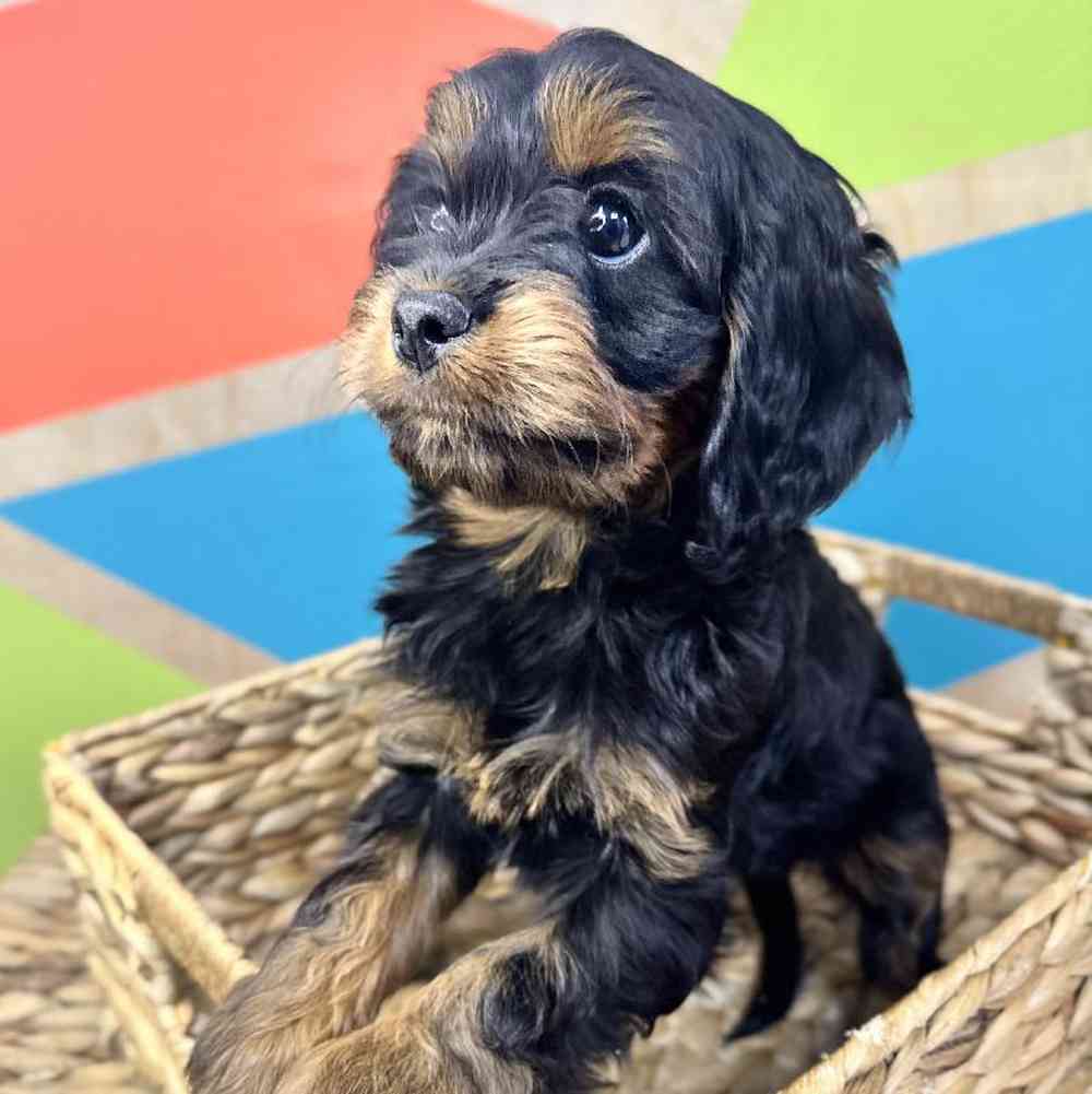 carousel pet images