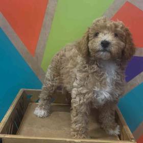 BichonPoo