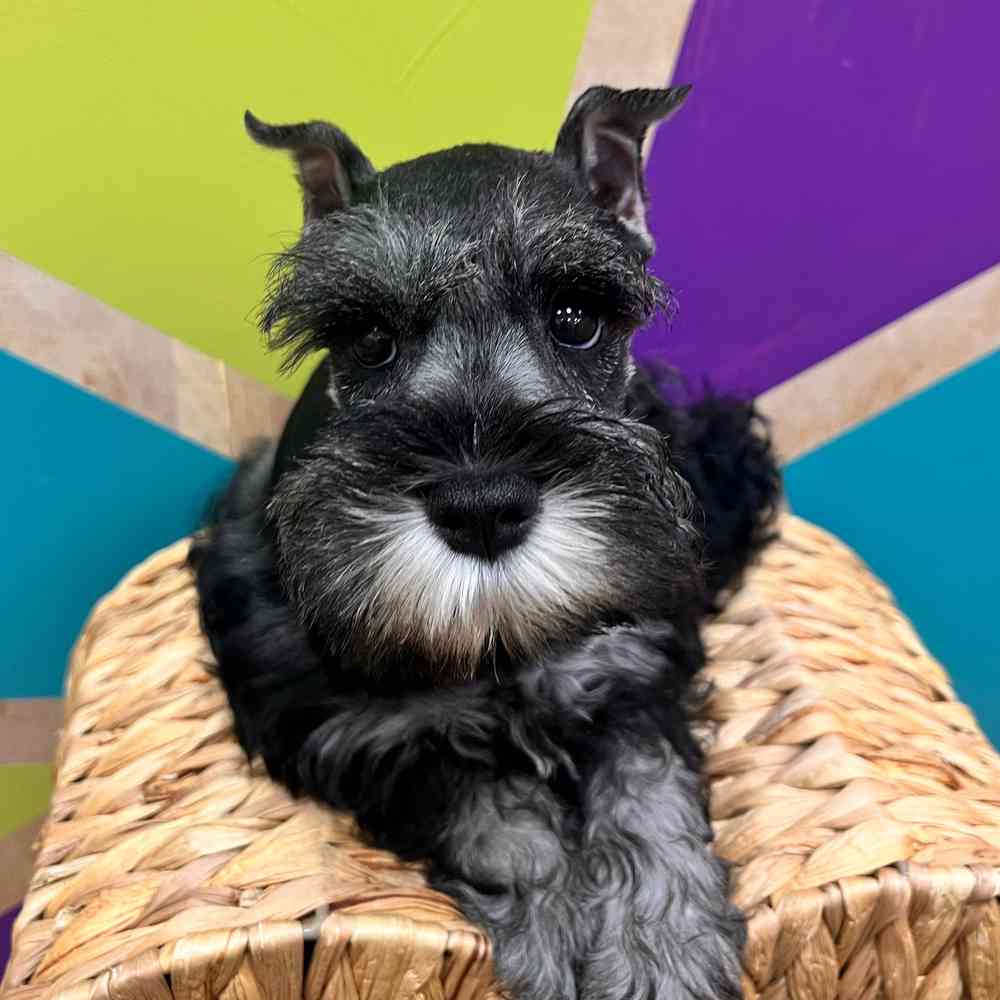 carousel pet images