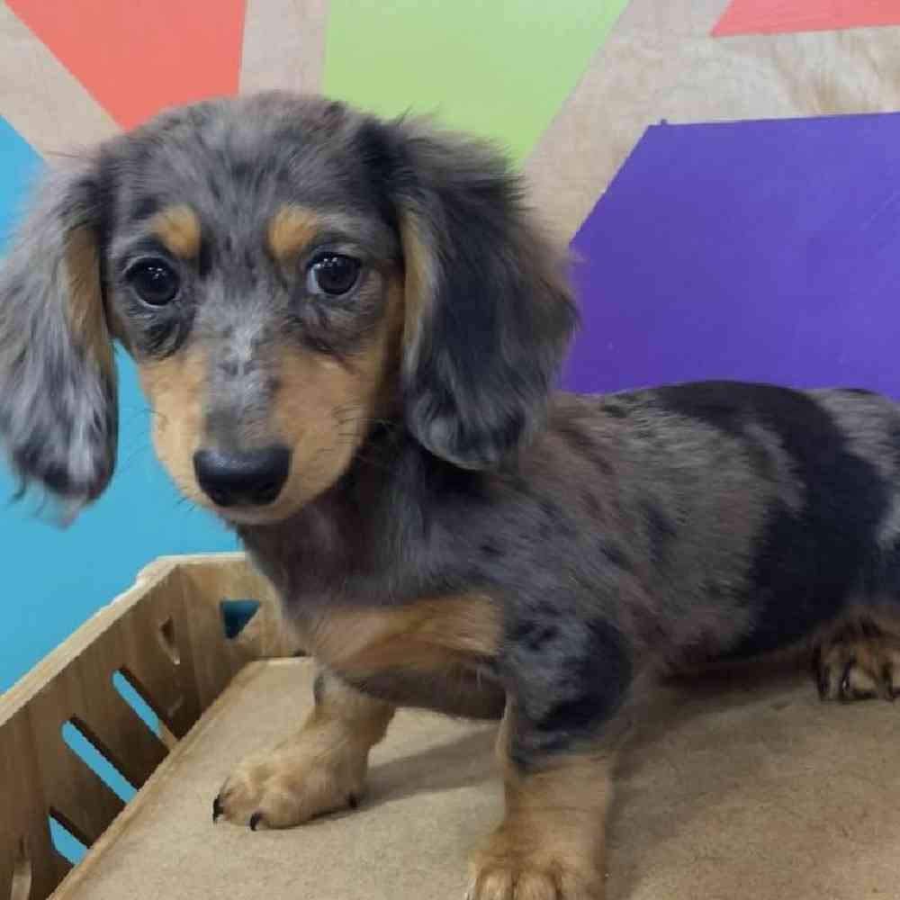 carousel pet images