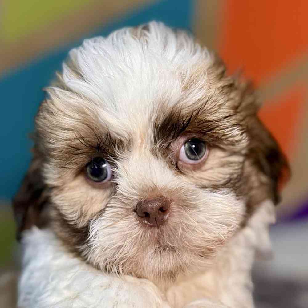 carousel pet images