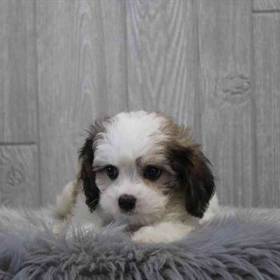 Cavachon