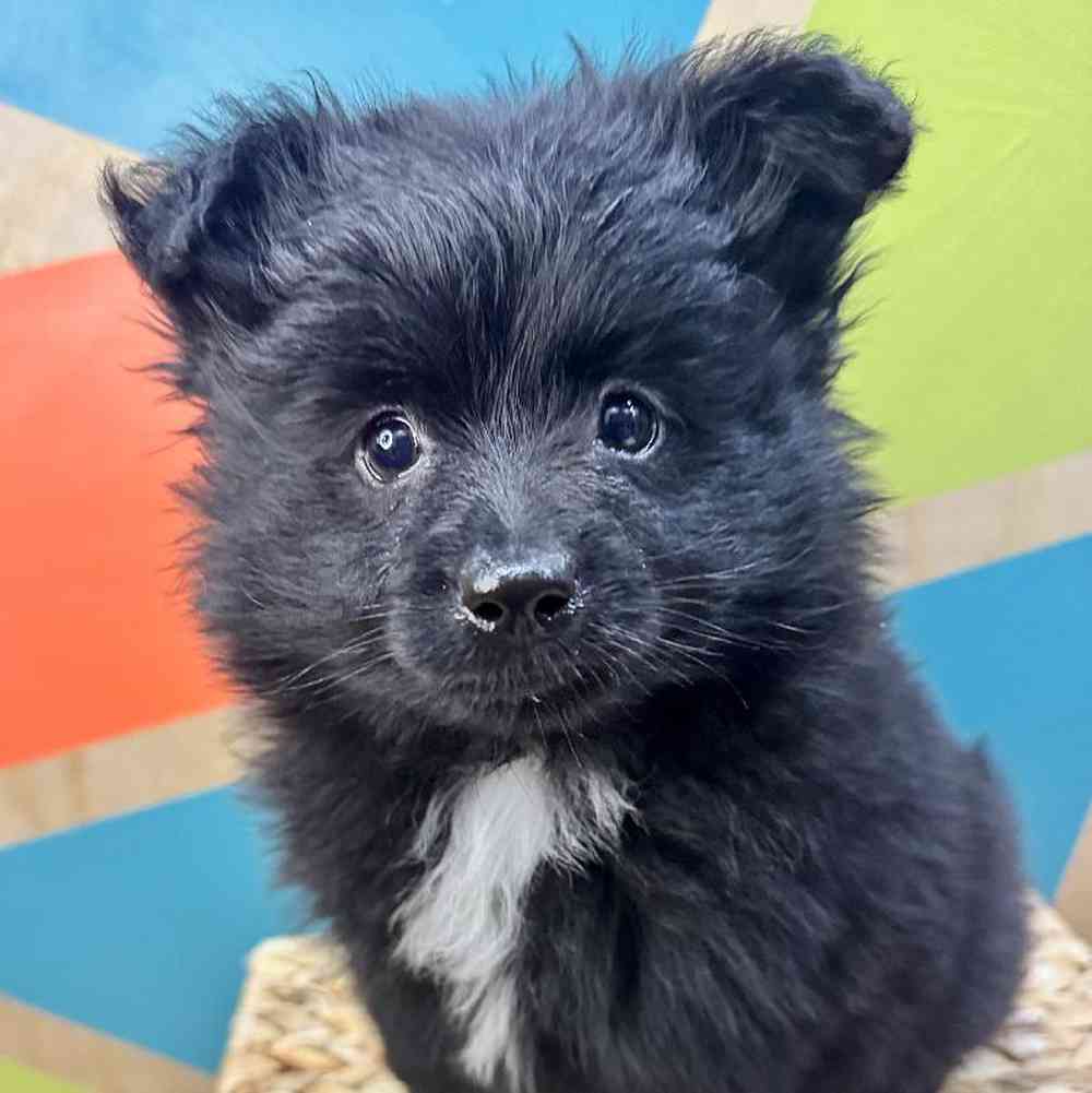 Image of a pet breed in the gallery