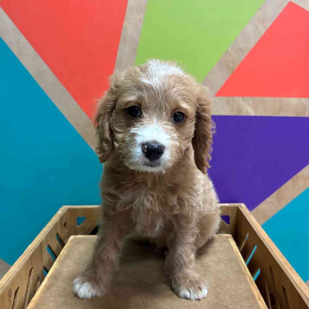 carousel pet images