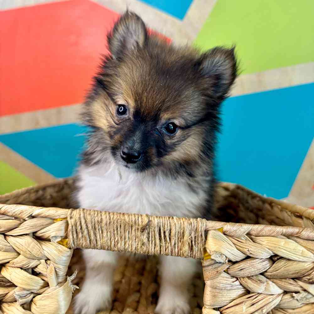 carousel pet images