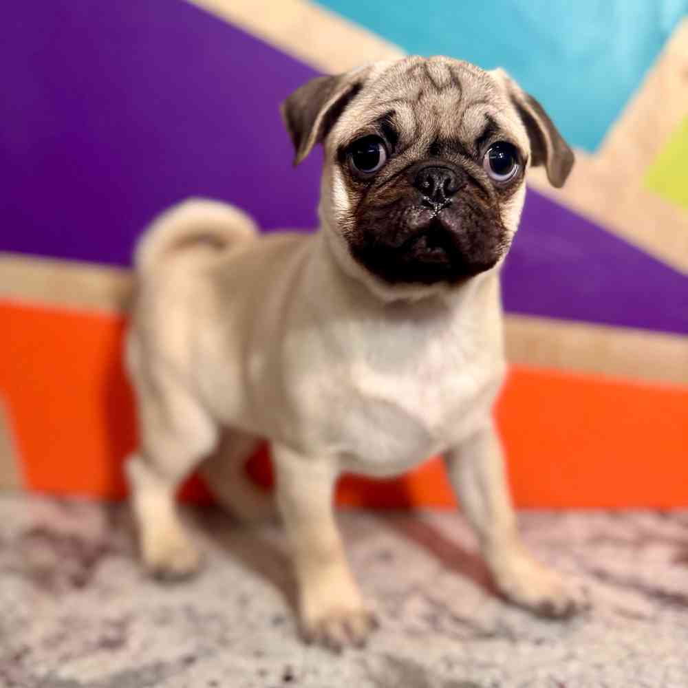 Image of a pet breed in the gallery